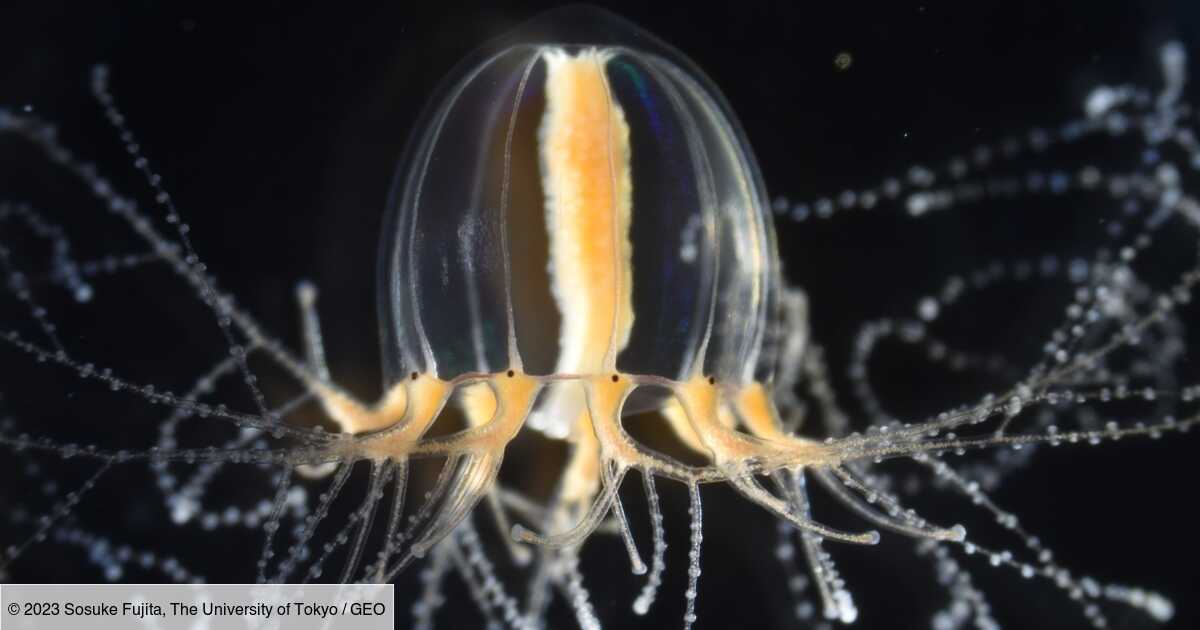 How do jellyfish tentacles grow back after an amputation A