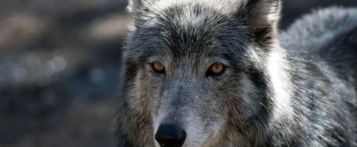 Wolves released in Colorado neighboring ranchers ready to shoot