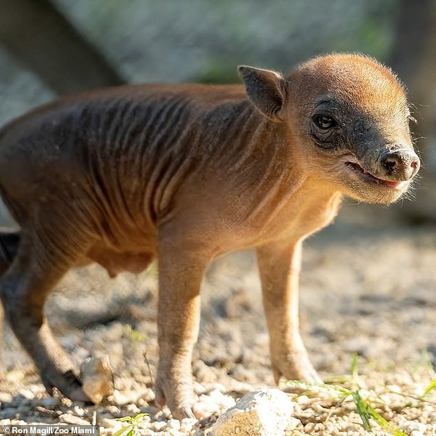 The bizarre looking endangered hog deer is born to parents Maggie