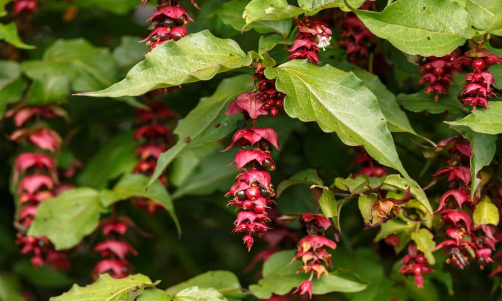 Discover the stunning Himalayan honeysuckle Leycesteria formosa how to grow